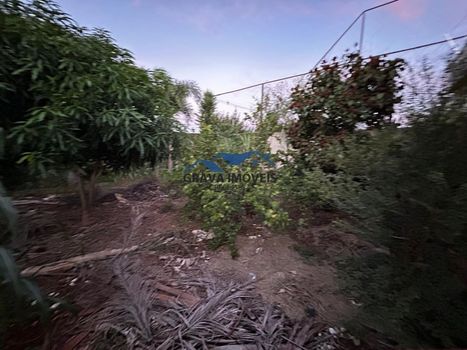 Foto 8 do(a) Fazenda / Sítio / Chácara false à venda em Vera Cruz, Sarandi