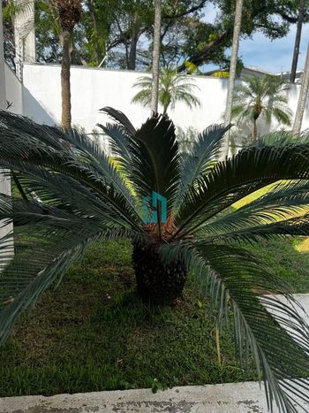 Foto 29 do(a) Casa de 3 quartos à venda em Jardim América, São Paulo