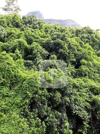 Foto 35 do(a) Apartamento de 1 quartos à venda em Humaitá, Rio de Janeiro