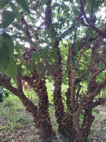 Foto 12 do(a) Fazenda / Sítio / Chácara de 2 quartos à venda em Chácara Alvorada, Indaiatuba