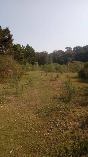 Foto 7 do(a) Terreno false à venda em Colônia Murici, São José dos Pinhais