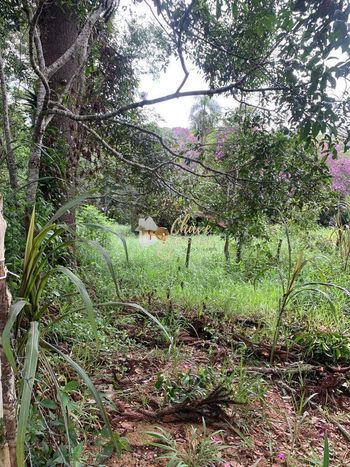 Foto 6 do(a) Terreno false à venda em Jardim Renata, Itapecerica da Serra