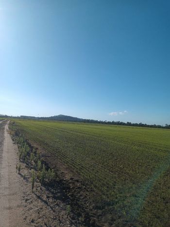 Foto 6 do(a) Fazenda / Sítio / Chácara de 1 quartos à venda em null, Barra do Ribeiro