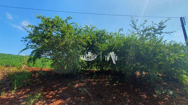 Foto 24 do(a) Fazenda / Sítio / Chácara false à venda em Recanto dos Pinheiros, Cambé
