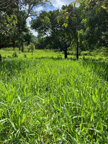 Foto 6 do(a) Fazenda / Sítio / Chácara de 3 quartos à venda em null, Flexeiras
