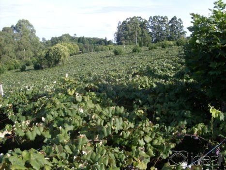 Foto 4 do(a) Fazenda / Sítio / Chácara de 2 quartos à venda em null, Coronel Pilar