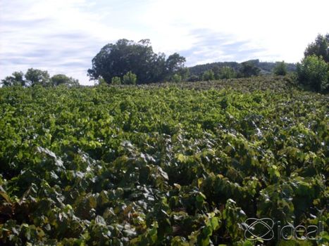 Foto 3 do(a) Fazenda / Sítio / Chácara de 2 quartos à venda em null, Coronel Pilar