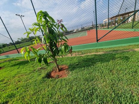 Foto 13 do(a) Terreno false à venda em Boa Esperança, Paulínia