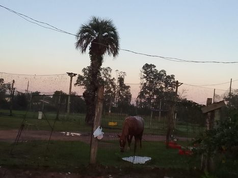 Foto 14 do(a) Fazenda / Sítio / Chácara de 5 quartos à venda em Belém Velho, Porto Alegre