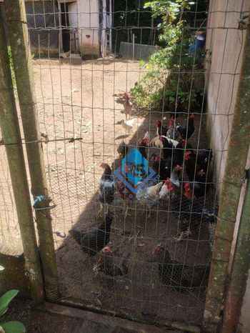 Foto 23 do(a) Fazenda / Sítio / Chácara de 4 quartos à venda em Taquacetuba, São Bernardo do Campo
