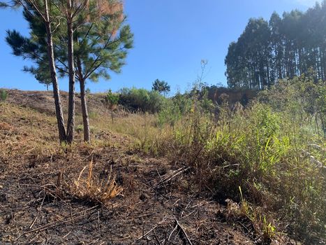 Foto 15 do(a) Terreno false à venda em Colonia Marcelino, São José dos Pinhais