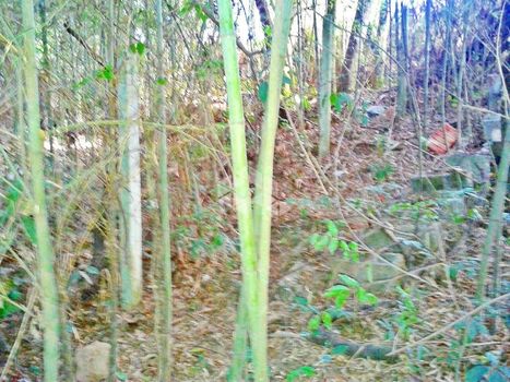 Foto 4 do(a) Terreno false à venda em Mato Dentro, Mairiporã