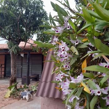 Foto 15 do(a) Fazenda / Sítio / Chácara de 5 quartos à venda em Sítio Recreio São Judas Thadeu, Lençóis Paulista