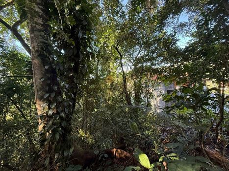 Foto 3 do(a) Terreno false à venda em Limoeiro, Guapimirim