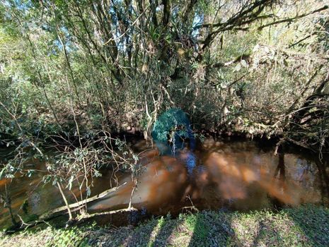 Foto 9 do(a) Fazenda / Sítio / Chácara false à venda em Colônia Murici, São José dos Pinhais