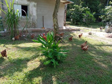 Foto 12 do(a) Fazenda / Sítio / Chácara de 4 quartos à venda em null, Itanhaém