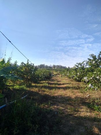 Foto 24 do(a) Fazenda / Sítio / Chácara de 3 quartos à venda em Reforma Agrária, Valinhos