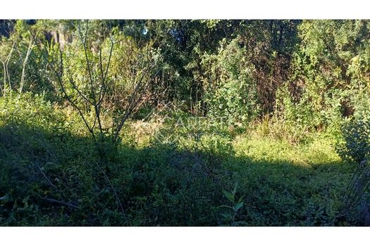 Foto 5 do(a) Fazenda / Sítio / Chácara false à venda em Jardim Amélia, Pinhais