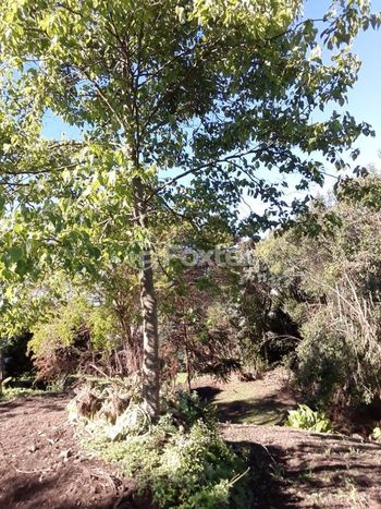 Foto 4 do(a) Fazenda / Sítio / Chácara de 3 quartos à venda em null, Canela