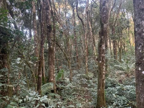 Foto 8 do(a) Terreno false à venda em Área Rural de São José dos Pinhais, São José dos Pinhais
