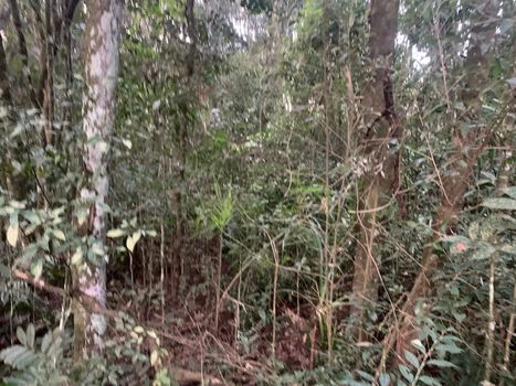 Foto 6 do(a) Terreno false à venda em Área Rural de São José dos Pinhais, São José dos Pinhais