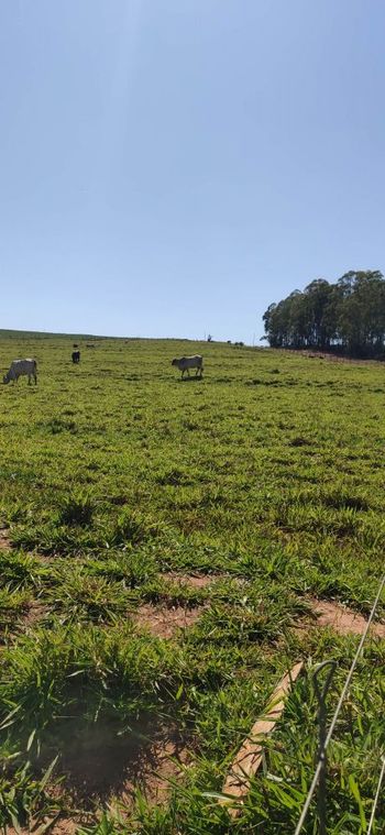 Foto 13 do(a) Fazenda / Sítio / Chácara de 3 quartos à venda em null, Presidente Castelo Branco
