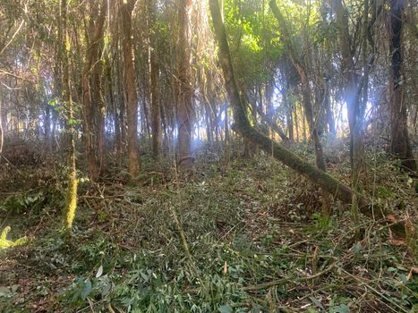 Foto 6 do(a) Terreno false à venda em Colonia Marcelino, São José dos Pinhais