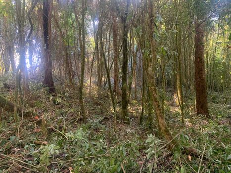 Foto 7 do(a) Terreno false à venda em Colonia Marcelino, São José dos Pinhais