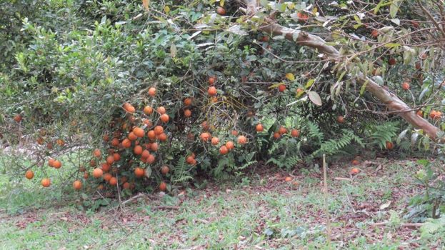 Foto 9 do(a) Fazenda / Sítio / Chácara de 3 quartos à venda em Borda do Campo, São José dos Pinhais