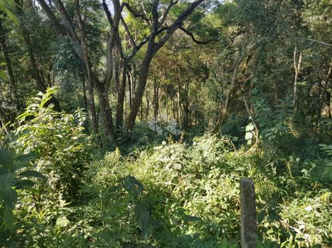 Foto 1 do(a) Terreno false à venda em Capoavinha, Mairiporã