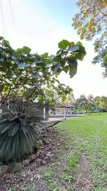 Foto 23 do(a) Fazenda / Sítio / Chácara de 4 quartos à venda em Campo Grande, Portão