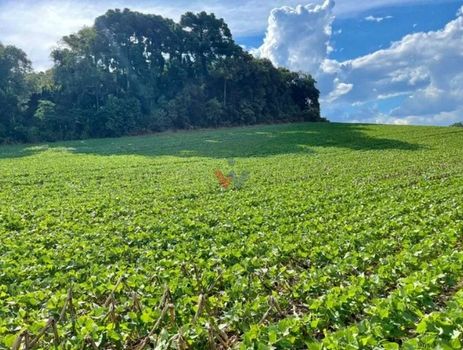 Foto 2 do(a) Fazenda / Sítio / Chácara de 1 quartos à venda em Barigui, Araucária