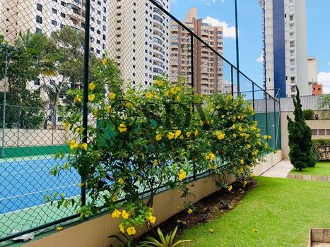 Foto 13 do(a) Apartamento de 3 quartos à venda em Vila Mascote, São Paulo