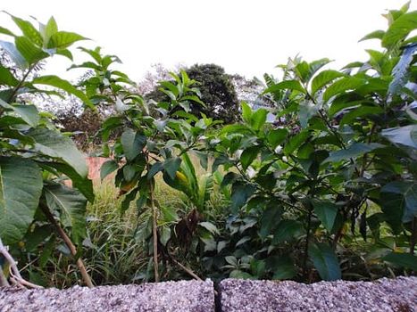 Foto 7 do(a) Terreno false à venda em Jardim Terralão, Caraguatatuba
