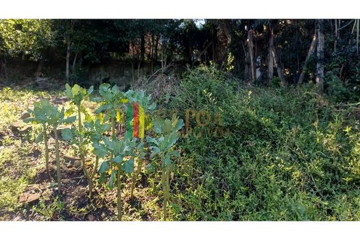 Foto 4 do(a) Fazenda / Sítio / Chácara false à venda em Jardim Amélia, Pinhais