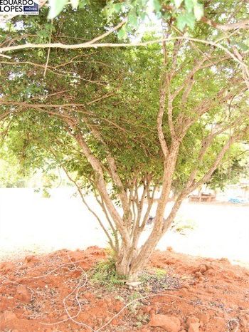Foto 5 do(a) Terreno false à venda em Colinas do Mosteiro de Itaici, Indaiatuba