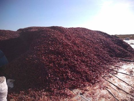 Foto 5 do(a) Fazenda / Sítio / Chácara false à venda em null, Manga