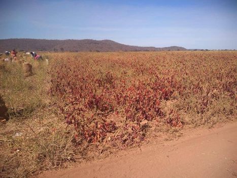Foto 10 do(a) Fazenda / Sítio / Chácara false à venda em null, Manga