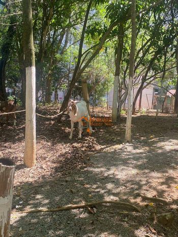 Foto 41 do(a) Apartamento de 2 quartos à venda em Jardim Bela Vista, Guarulhos