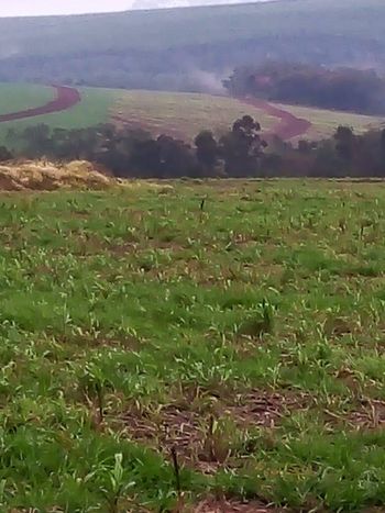 Foto 12 do(a) Fazenda / Sítio / Chácara false à venda em Área Rural de Itapeva, Itapeva