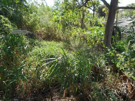 Foto 19 do(a) Terreno false à venda em Chácaras Patrimônio Santana, Araçatuba